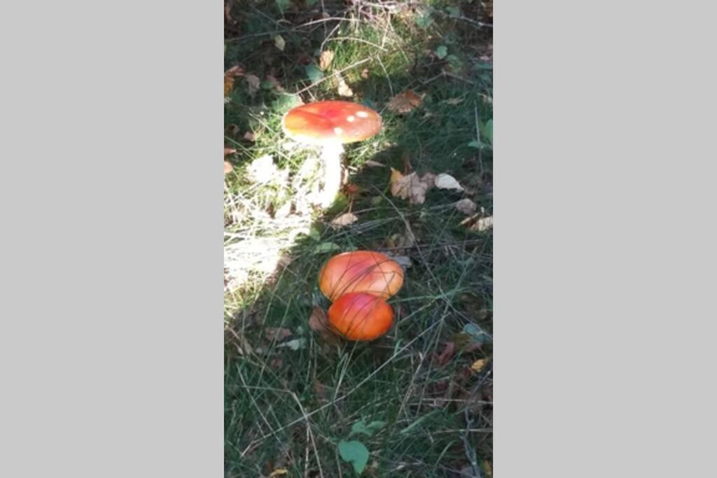 סאולאו Gite Du Herisson מראה חיצוני תמונה